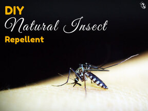 DIY Natural Insect Repellent