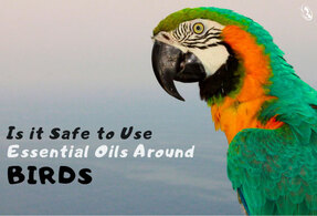 Is it Safe to Use Essential Oils Around Birds
